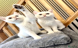 British Shorthair cats for sale: Adorable girls looking for a loving family  - Image 1