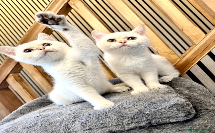 British Shorthair cats - Advert 4