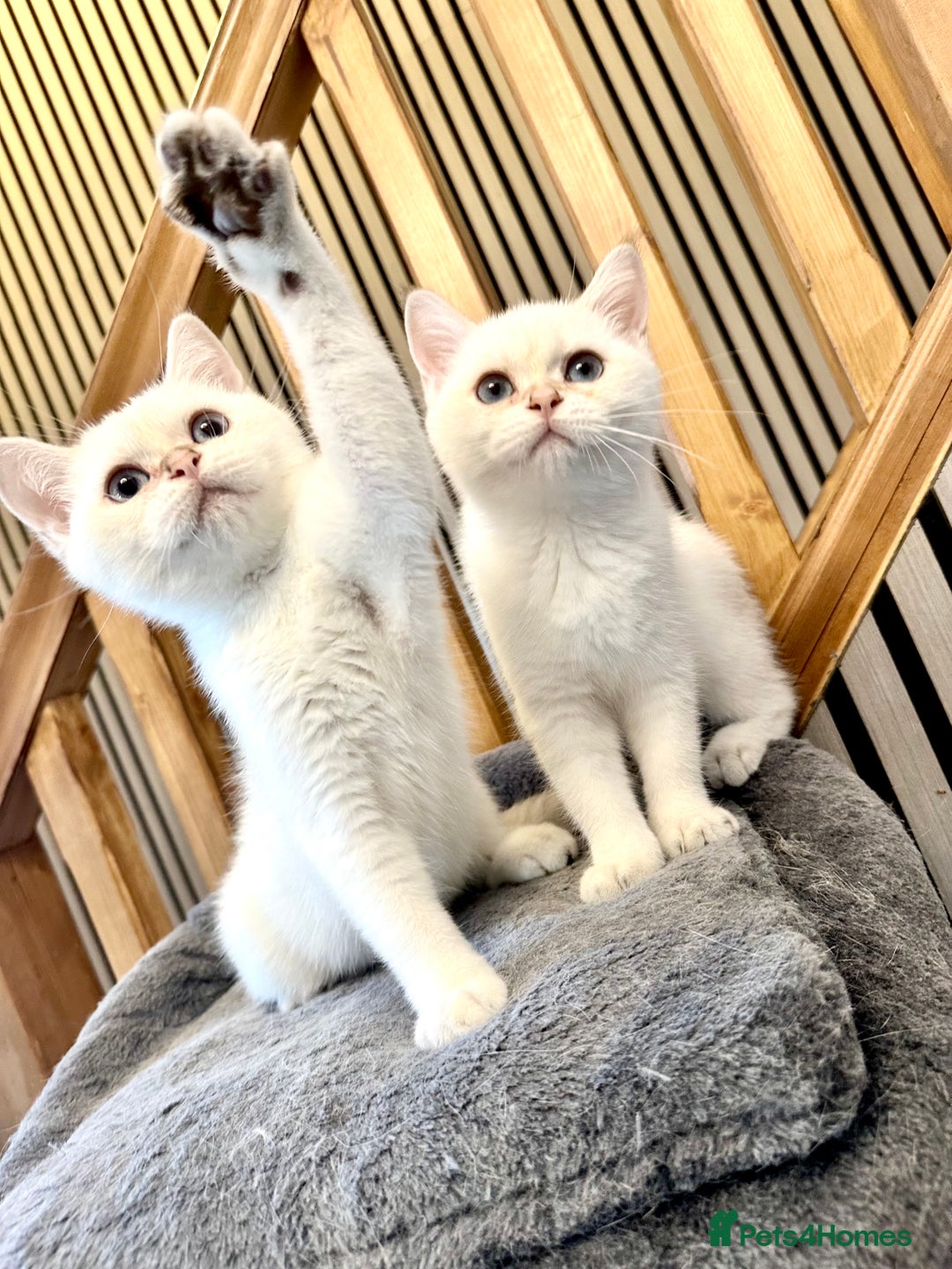 British Shorthair cats for sale: Adorable girls looking for a loving family  - Image 1