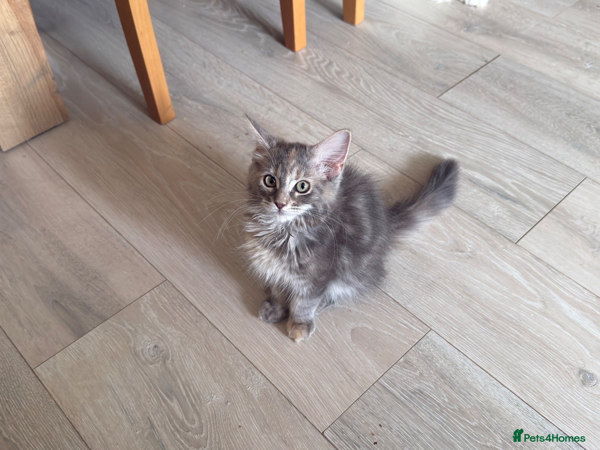 Maine Coon cats Female Maine Coon Cross with Ragdoll - Advert 7