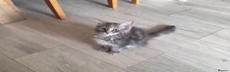 Maine Coon cats for sale: Female Maine Coon Cross with Ragdoll - Advert 1
