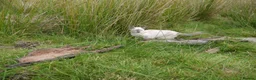 Siamese cats for sale: Adorable Siamese Kittens in Inverness - Advert 19