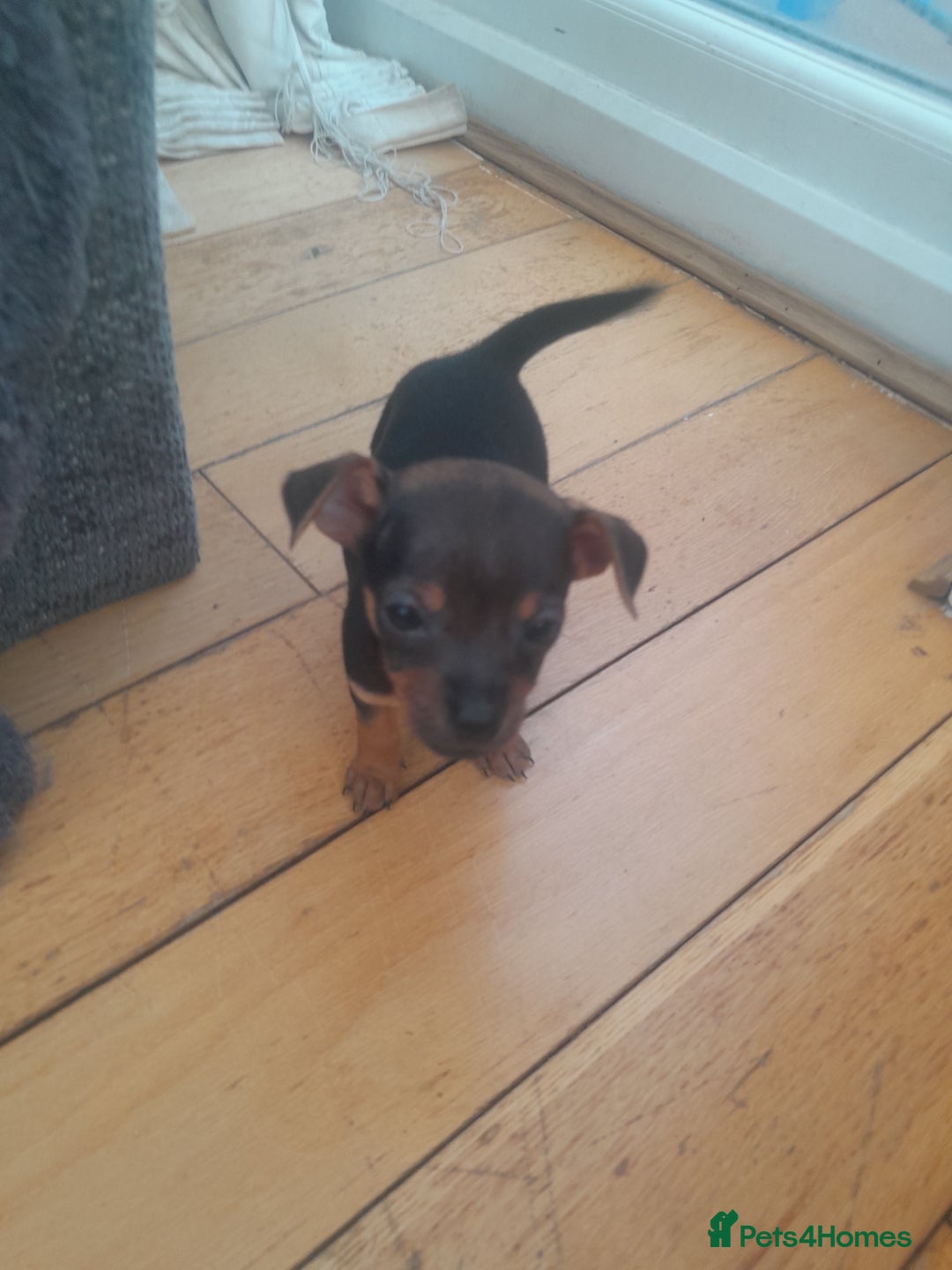 Mixed Breed dogs for sale: Two gorgeous jackrussel cross chihuahua pups  - Image 4