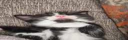 Domestic Shorthair cats for sale: Black and white boy kitten in Spalding - Advert 8