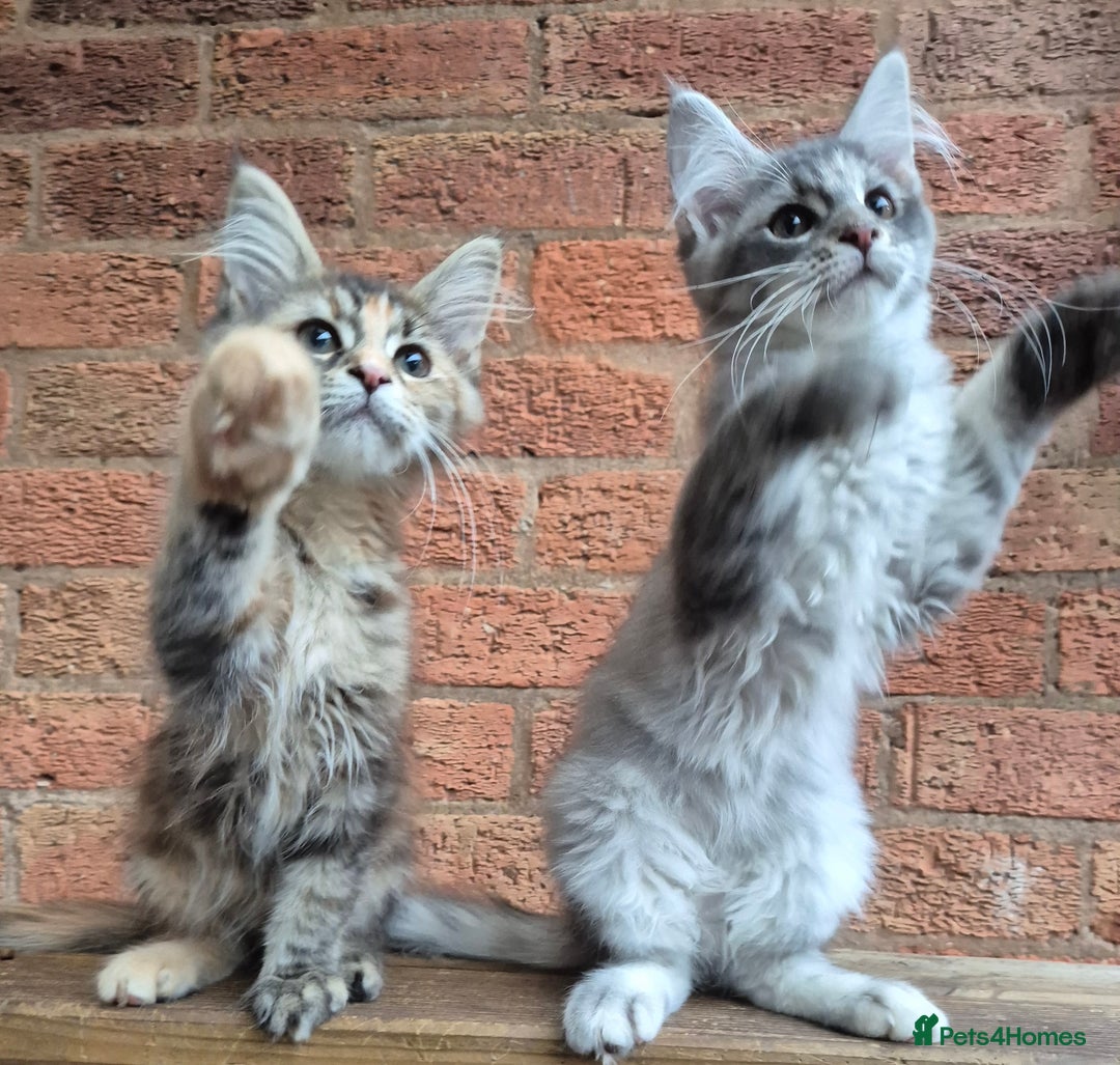 Maine Coon cats for sale: 2 Boys 3 girls Maine Coones kittens - Advert 40