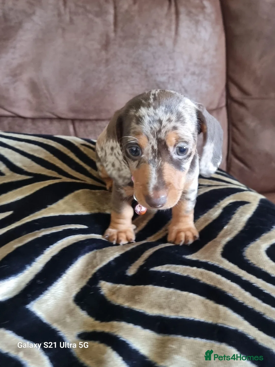 Miniature Dachshund dogs for sale: Miniature dachshund  - Advert 17