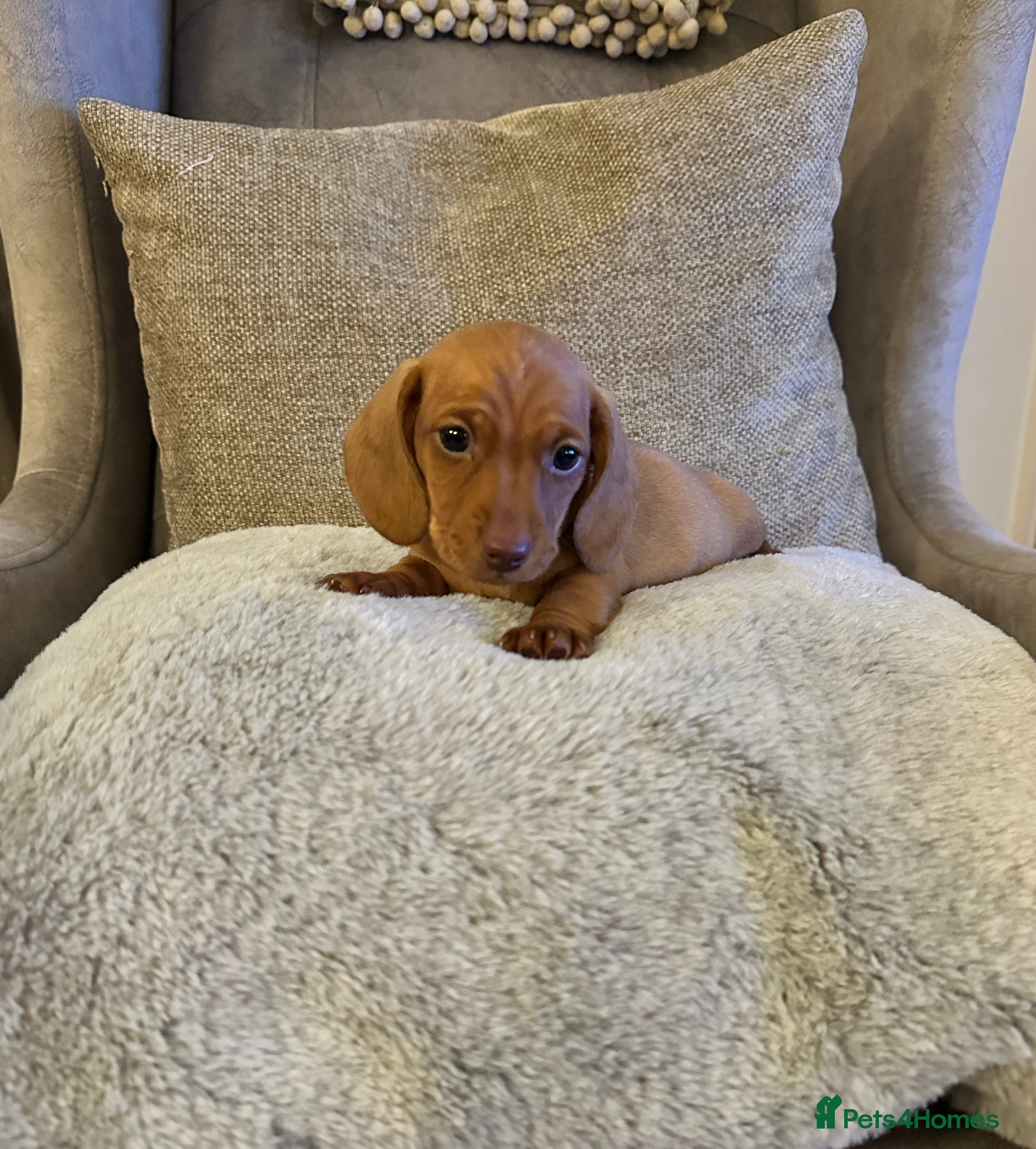 Miniature Dachshund dogs KC PRA clear miniature Dachshunds - Advert 3