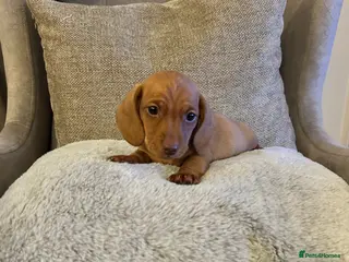 Miniature Dachshund dogs KC PRA clear miniature Dachshunds - Advert 3