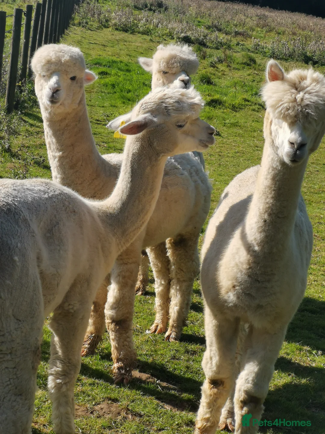 Alpaca livestock for sale: 3 females and 1 male in Canterbury - Advert 2
