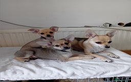 Miniature Pinscher dogs for sale: Mini pinscher for sele  - Image 7