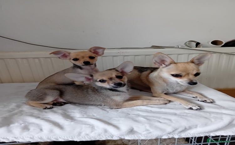 Miniature Pinscher dogs - Advert 1