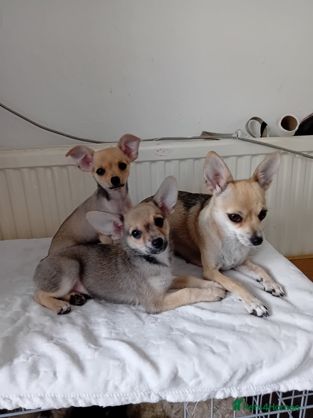 Miniature Pinscher dogs for sale: Mini pinscher for sele  - Image 7