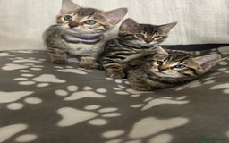 Bengal cats for sale: Beautiful Cross Bengal Kittens - Image 3