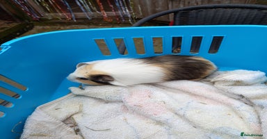 Guinea Pig rodents - Advert 2