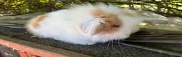 Lionhead rabbits for sale: 4 minilop babies & 1 lionlop girl  - Advert 6