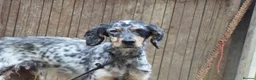 English Setter dogs for adoption: Fuet  in Worthing - Advert 2