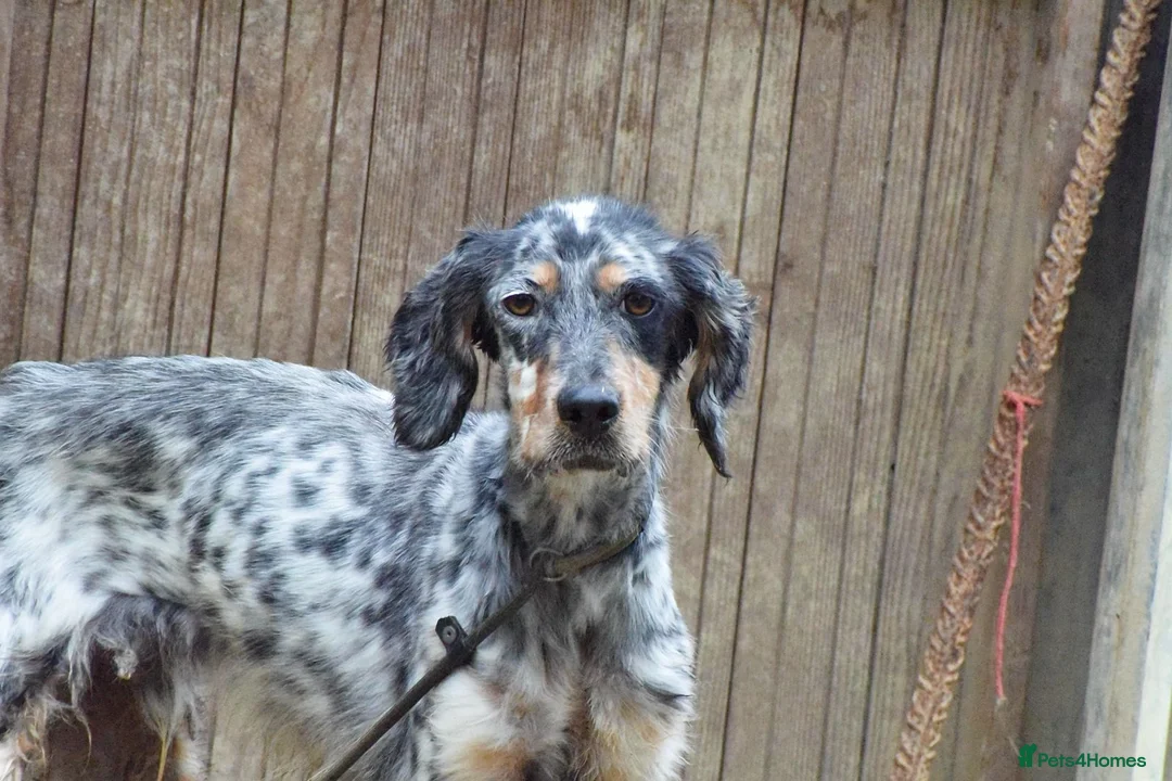 English Setter dogs for adoption: Fuet  in Worthing - Advert 2