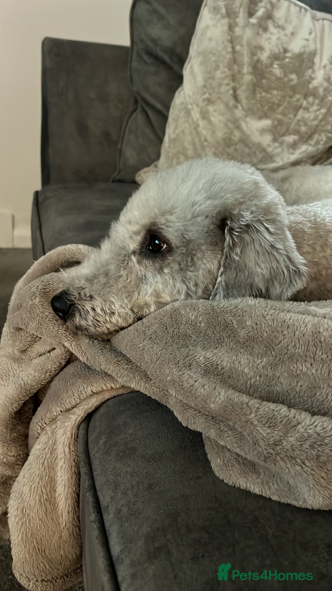 Bedlington Terrier dogs for stud: KC Registered Bedlington Terrier Stud in Ferryhill - Image 3