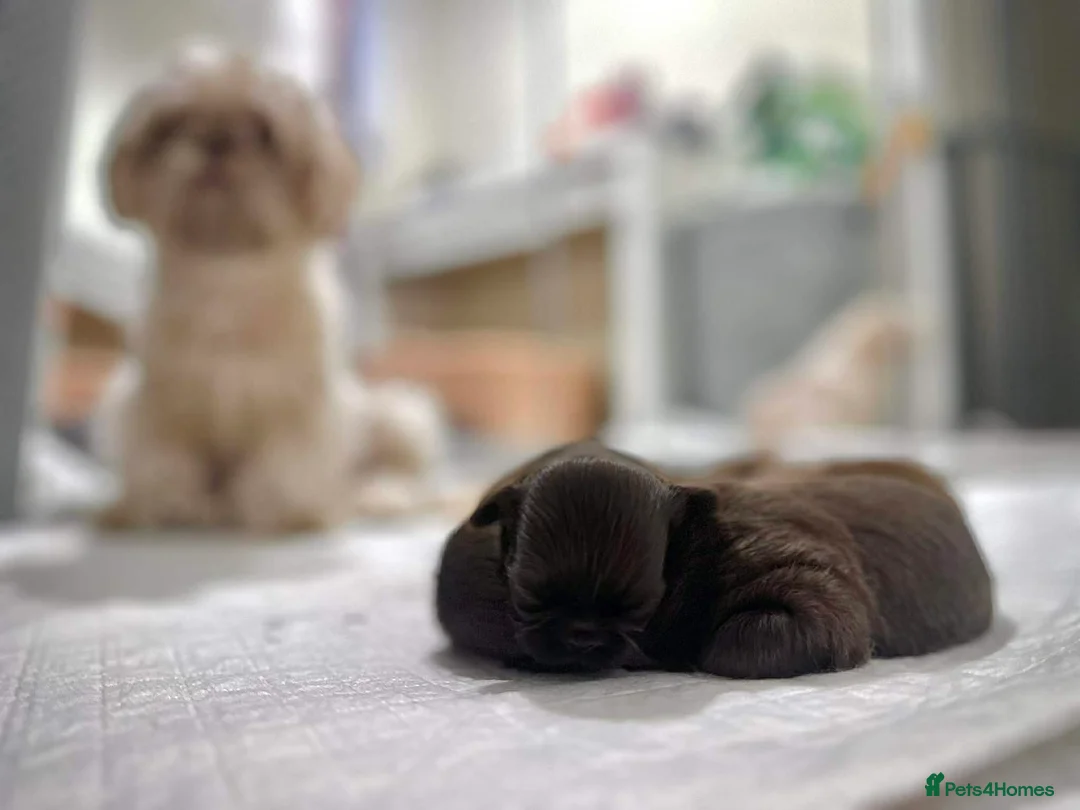 Shih Tzu dogs for sale: Beautiful Karashishi Imperial Shih Tzu Puppies  - Advert 3