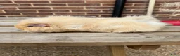 Guinea Pig rodents for sale: Guniea pigs  - Advert 5