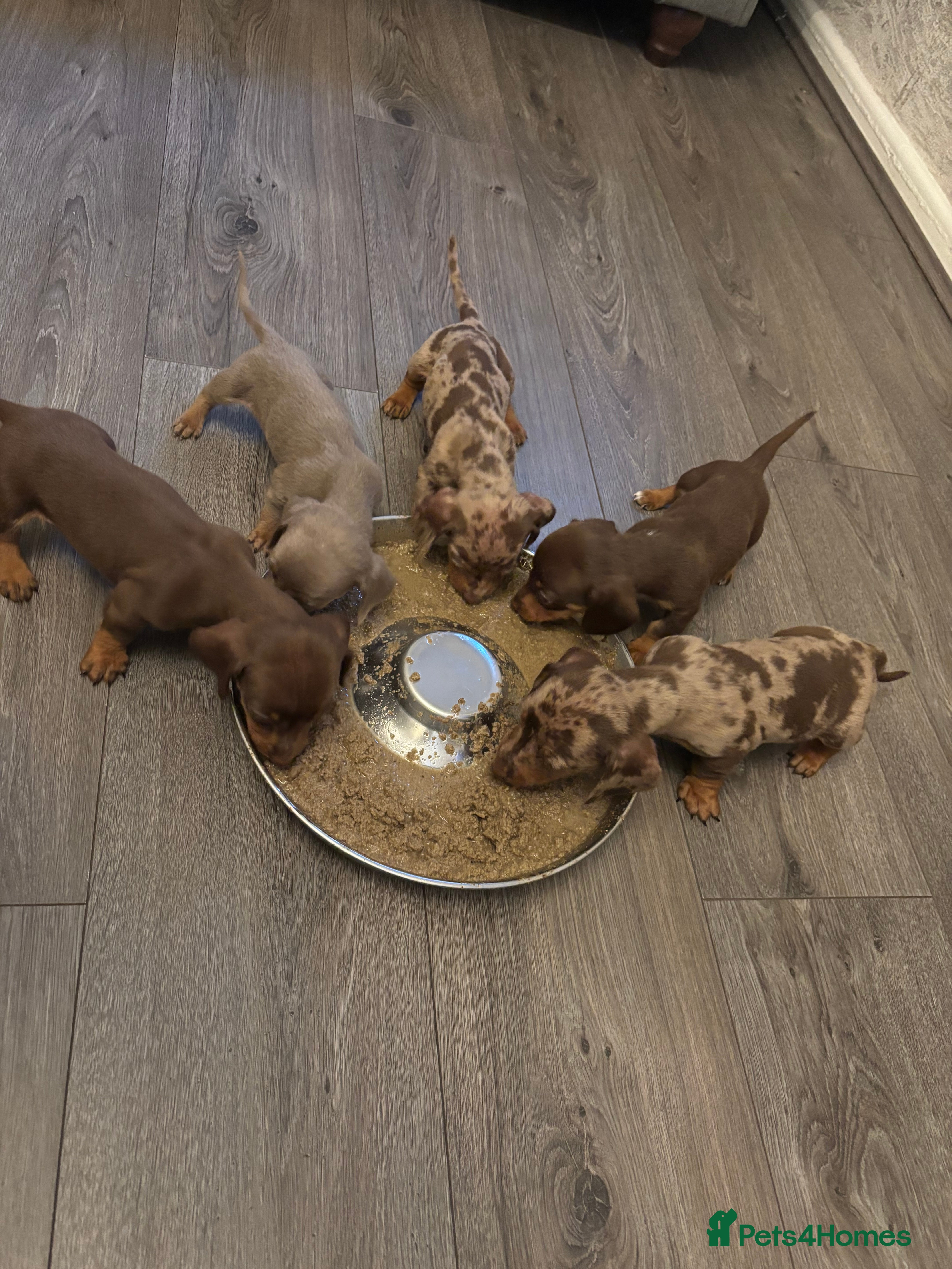 Dachshund dogs Miniature dachunds 5 gorgeous boys 💙 - Advert 7