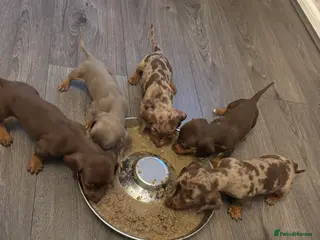 Dachshund dogs Miniature dachunds 5 gorgeous boys 💙 - Advert 7