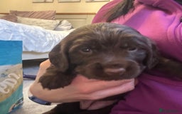 Cocker Spaniel dogs for sale: Cocker Spaniel Puppies- ready 17/12/25 - Advert 7