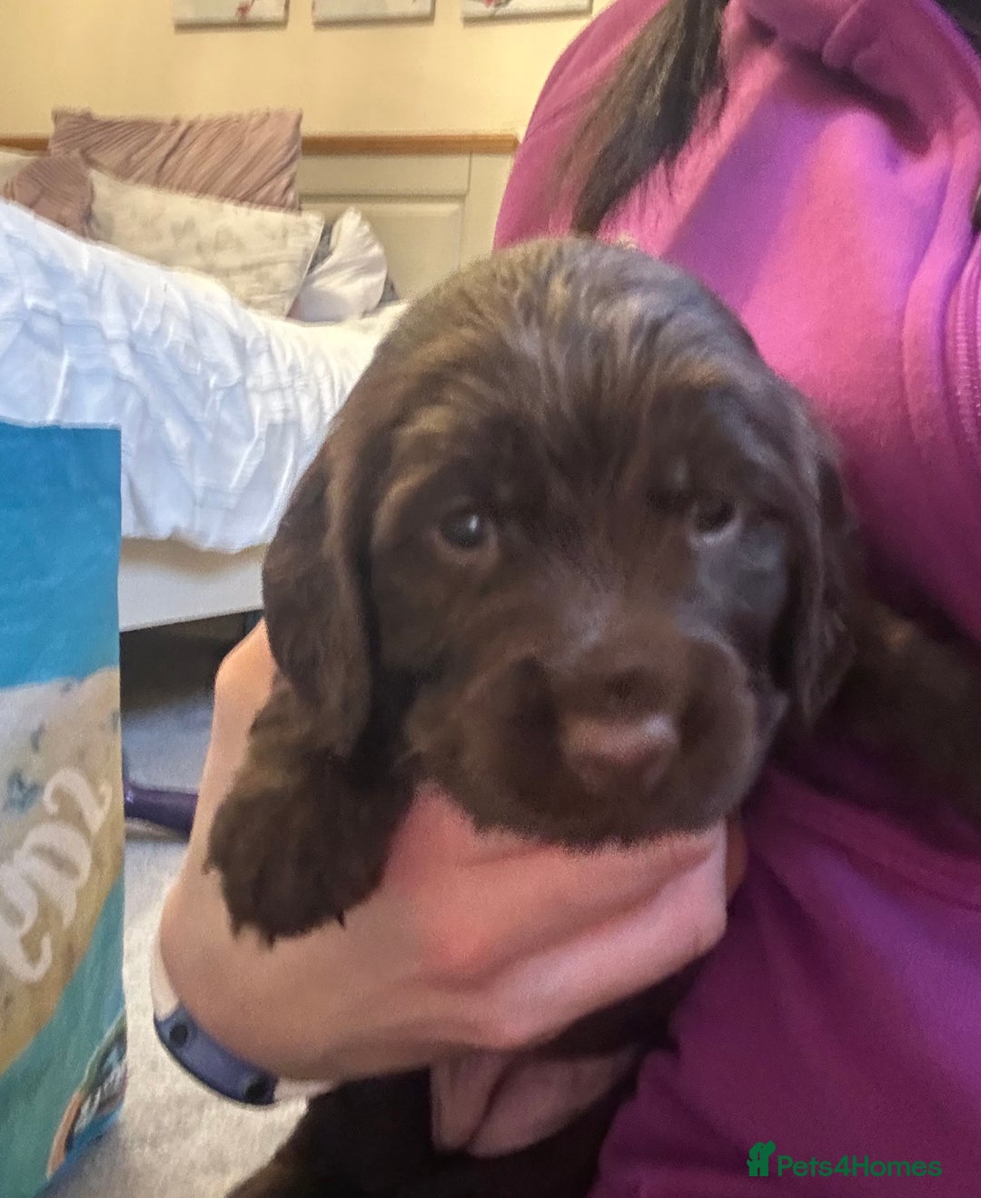 Cocker Spaniel dogs for sale: Cocker Spaniel Puppies- ready 17/12/25 - Advert 7