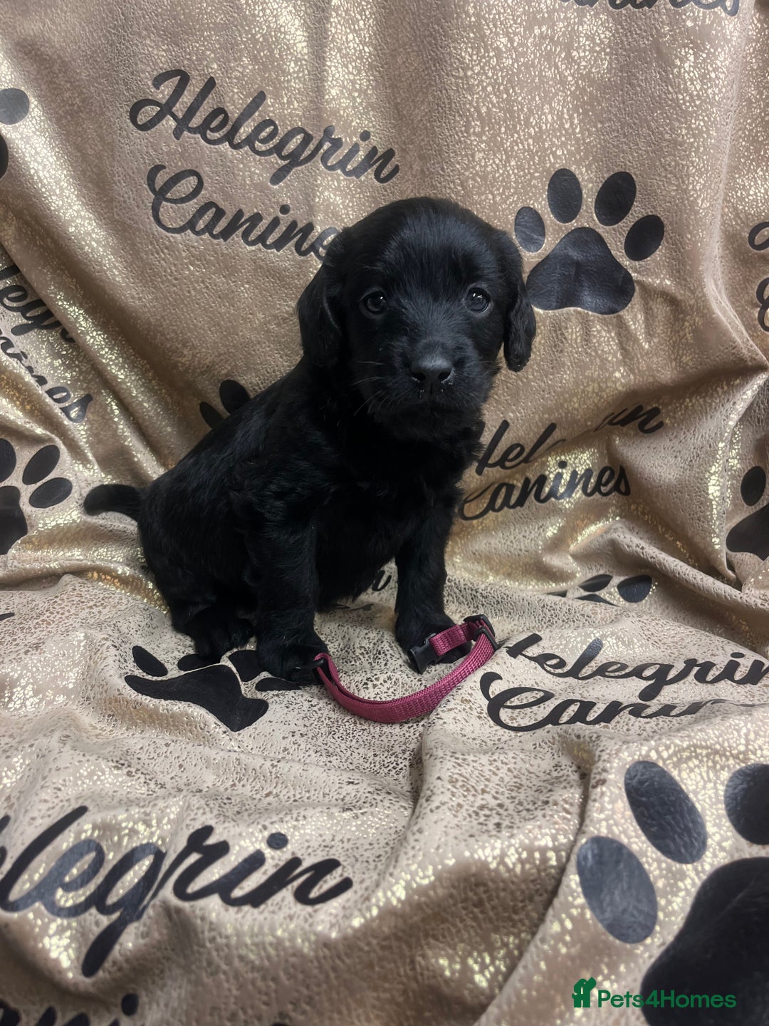 Labradoodle dogs for sale: 5 ⭐️ licensed Home breeder - Advert 13