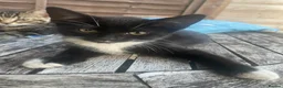 Mixed Breed cats for sale: 3 adorable kittens for sale  - Advert 7