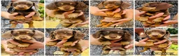Dachshund dogs for sale:  LAST 3 Unique Dachshund Miniature KC Pups - Advert 1