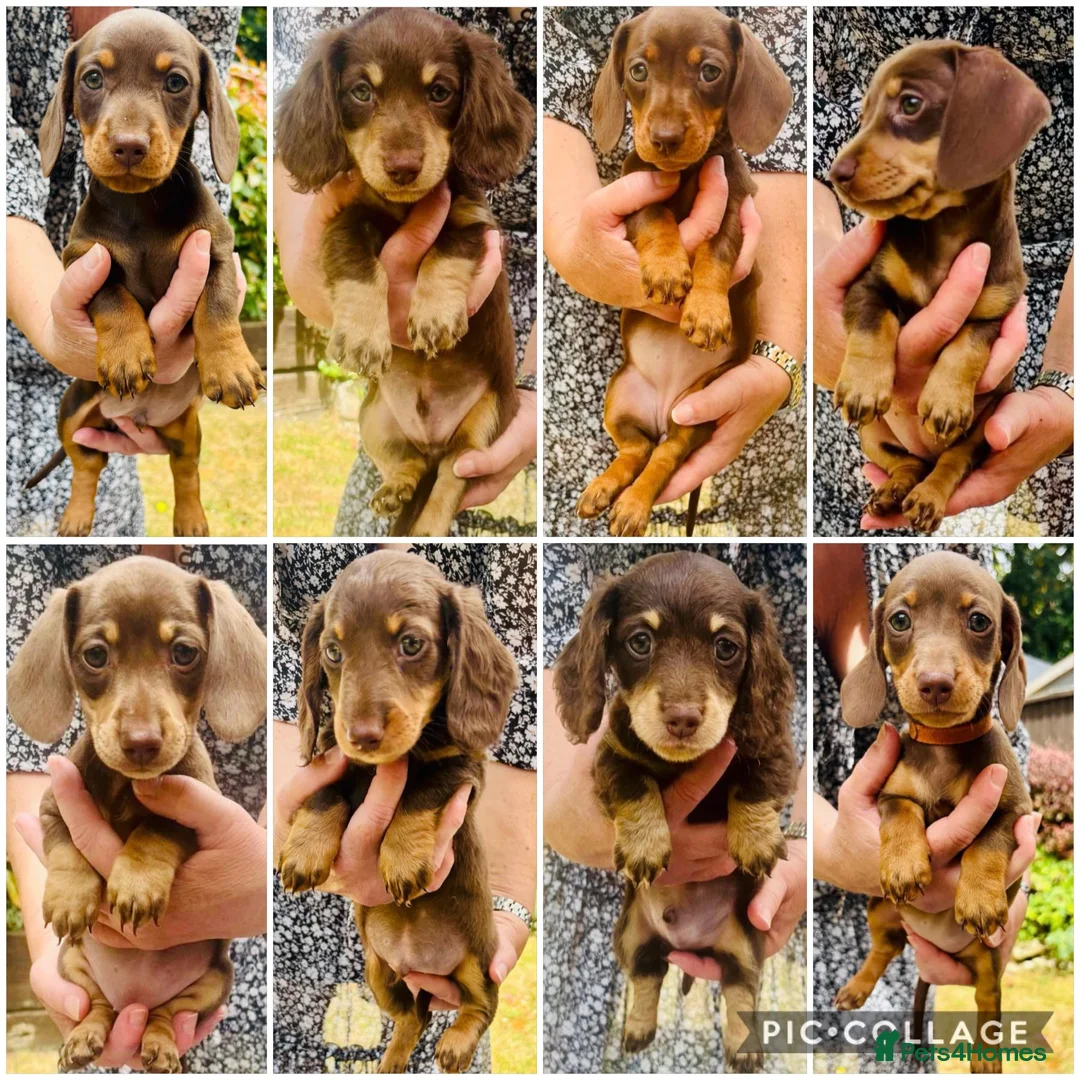 Dachshund dogs for sale:  LAST 3 Unique Dachshund Miniature KC Pups - Advert 1