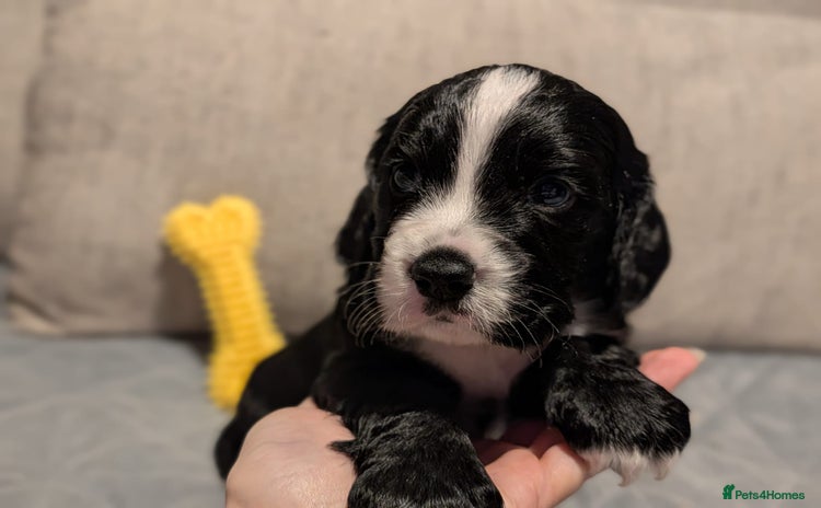 Cocker Spaniel dogs - Advert 2