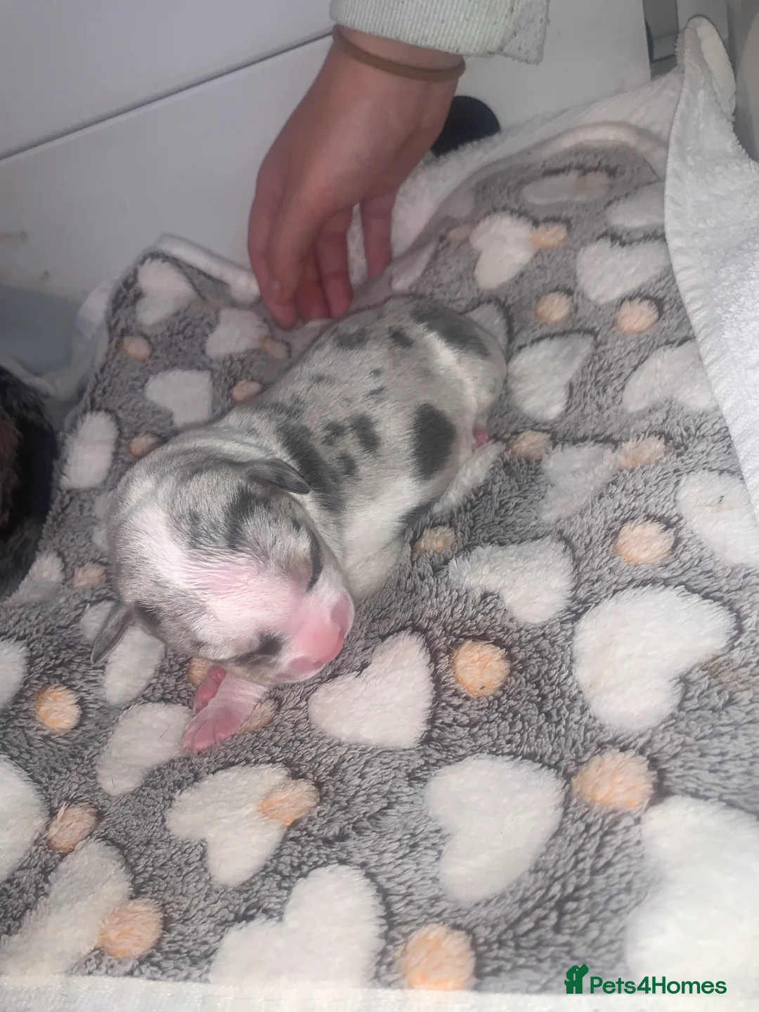 American Bully dogs for sale: Pocket bullys  - Advert 9