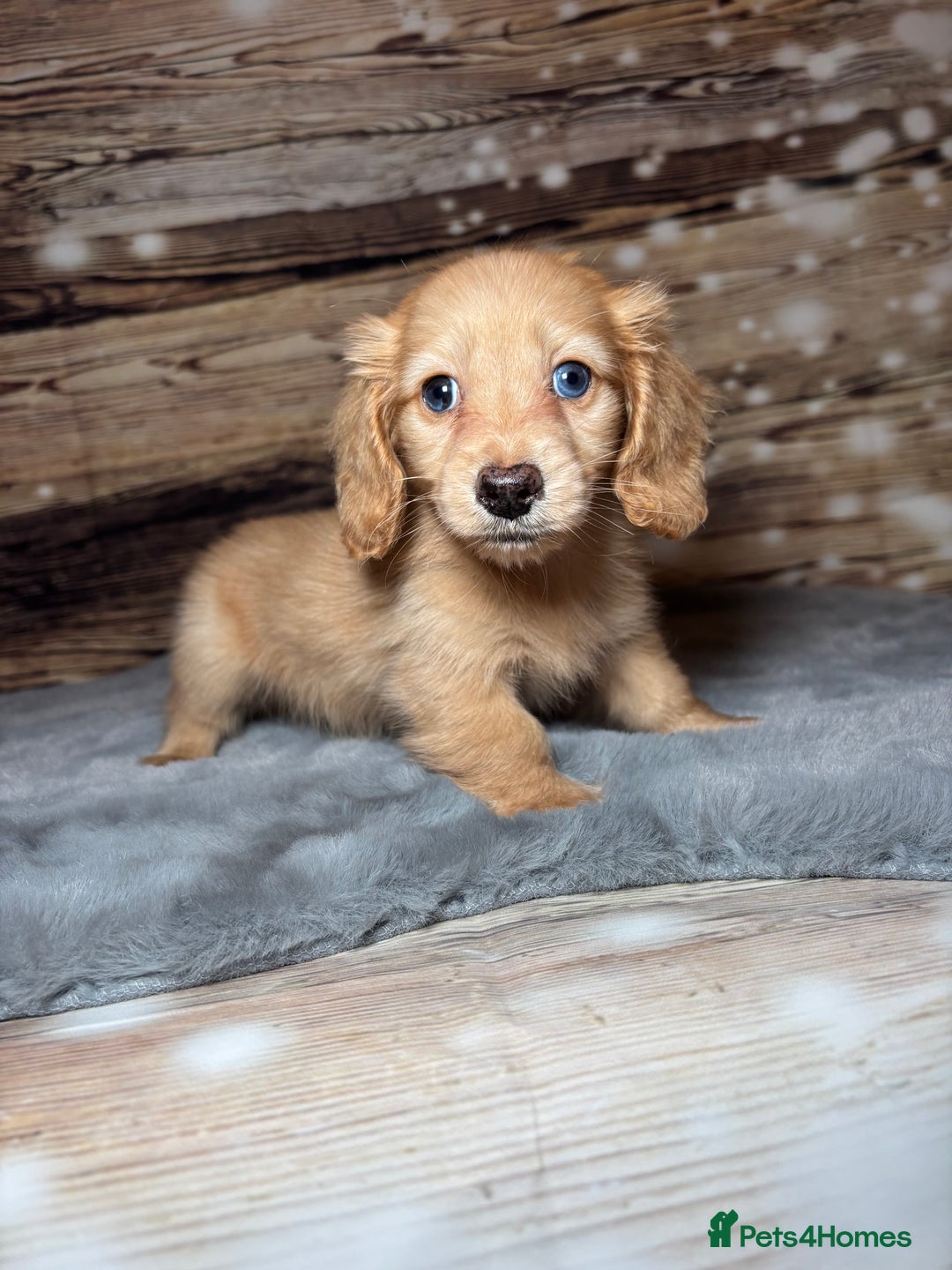 Miniature Dachshund dogs for sale: miniature long coat dachshunds - Advert 17