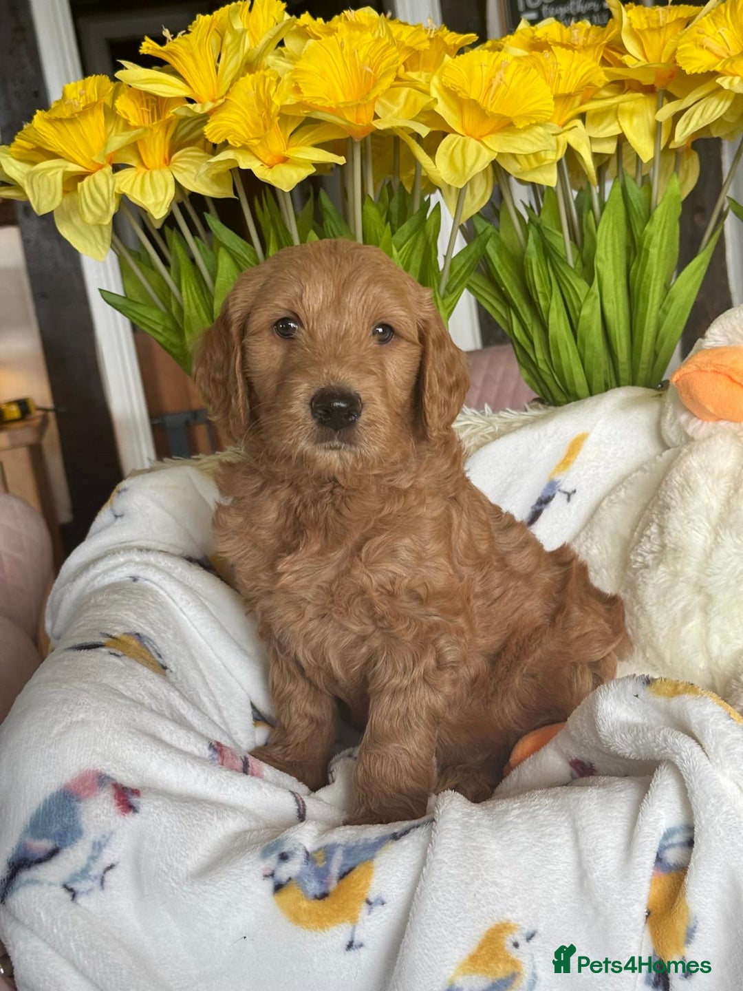 Mini Goldendoodle dogs for sale: 6 mini goldendoodle puppies for sale - Advert 2