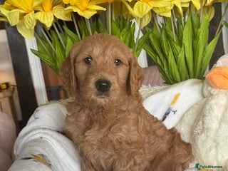 Mini Goldendoodle dogs 6 mini goldendoodle puppies for sale - Advert 5