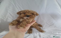 Maltipoo dogs for sale: Maltipoo puppies 5 🌟 licence breeder   - Image 3