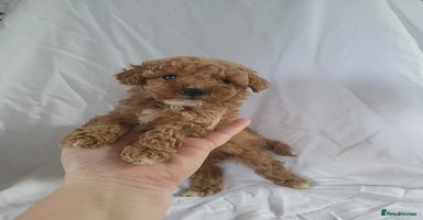 Maltipoo dogs - Advert 7