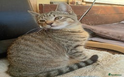 York Chocolate cats for sale: Very cute cats who needs to go to home! - Image 4