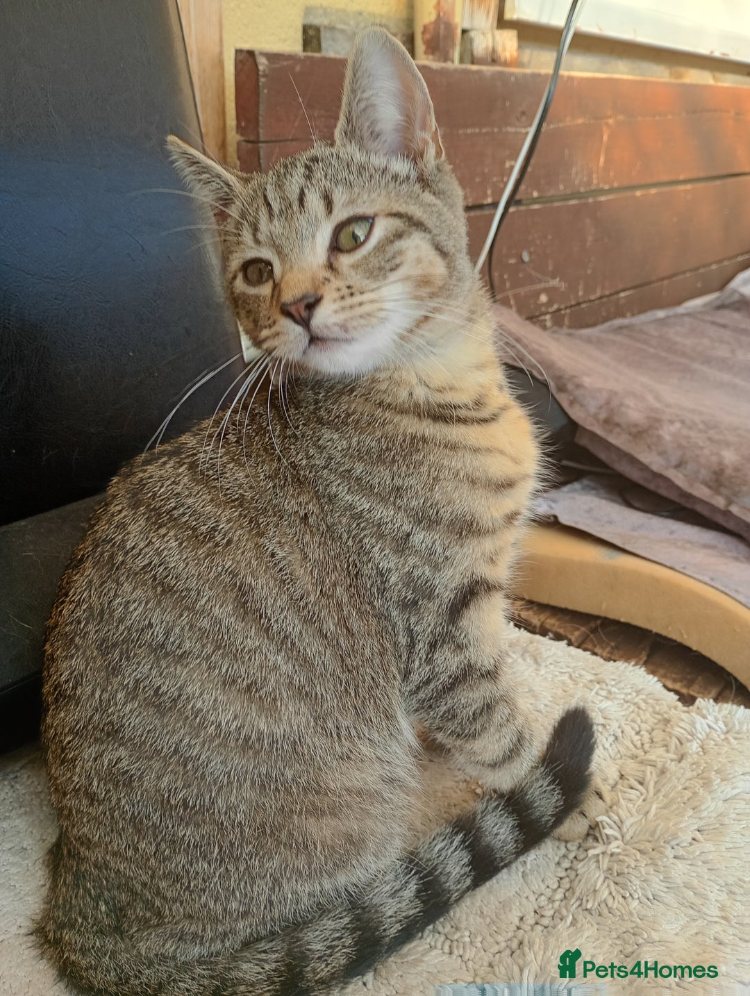 York Chocolate cats for sale: Very cute cats who needs to go to home! - Image 4