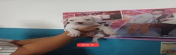 Staffordshire Bull Terrier dogs for sale: Adorable puppy for Staffordshire Bull Terrier - Advert 8