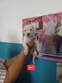 Staffordshire Bull Terrier 4
