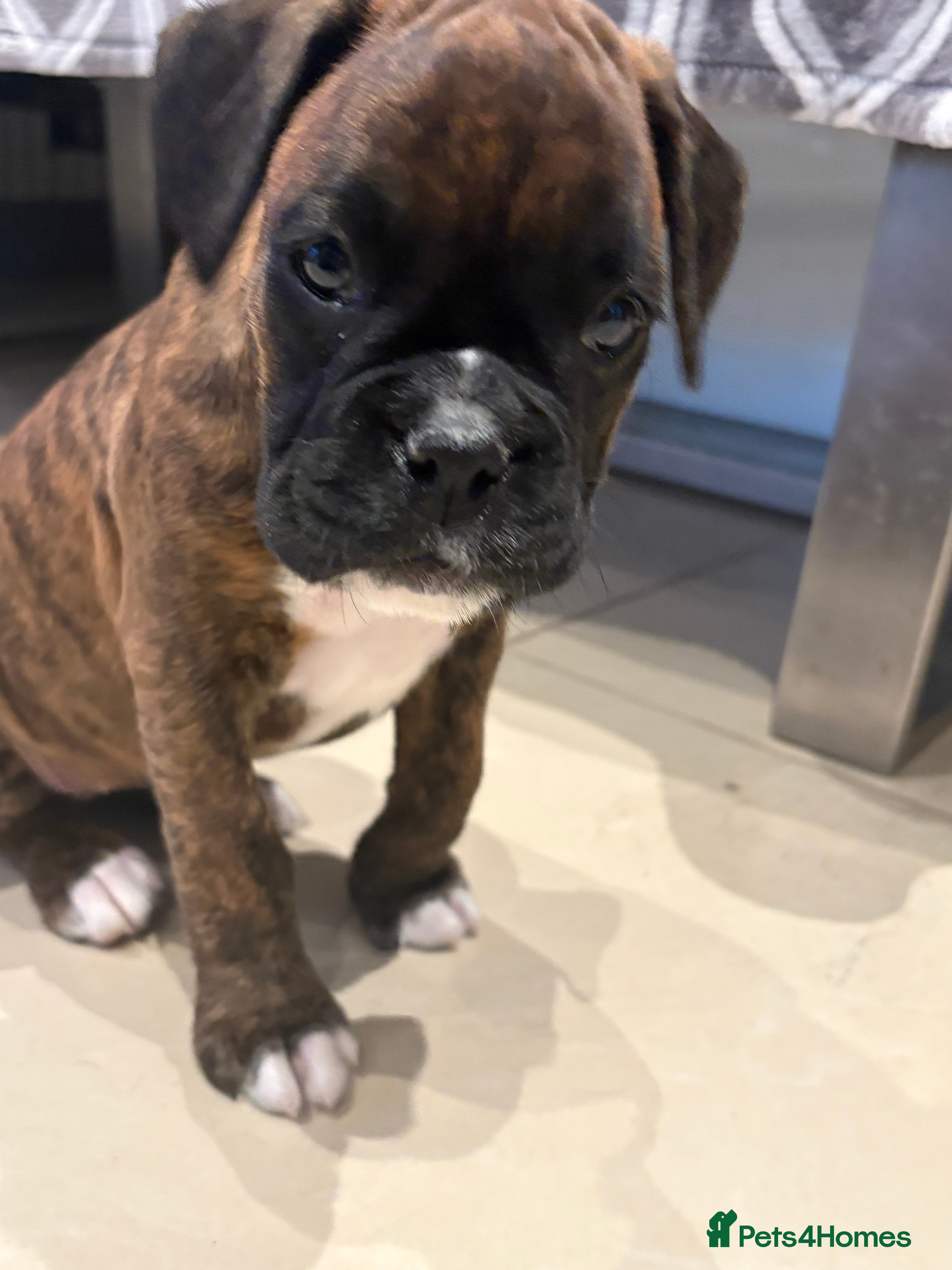 Boxer dogs READY NOW. LAST GIRL 🐶  - Advert 4