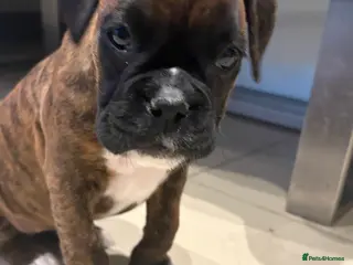 Boxer dogs READY NOW. LAST GIRL 🐶 - Advert 4