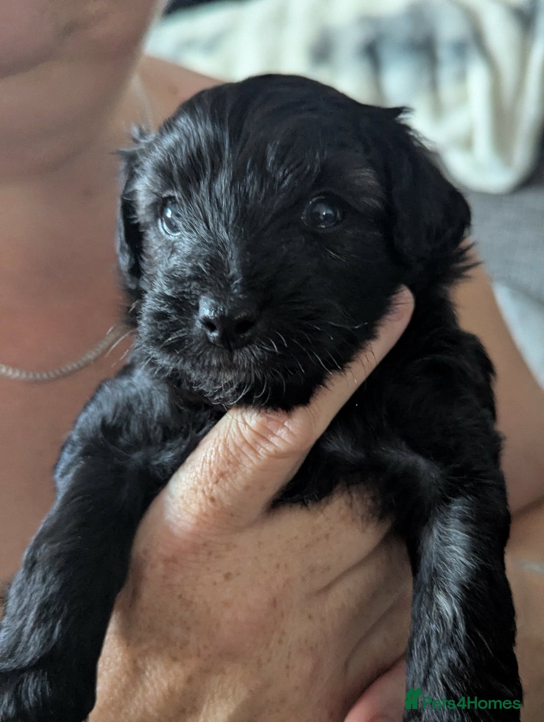 Mixed Breed dogs for sale: Cotonoodle pups  - Image 5