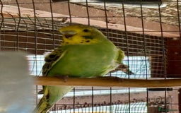 Budgerigars birds for sale: Baby Budgies for sale  - Image 2