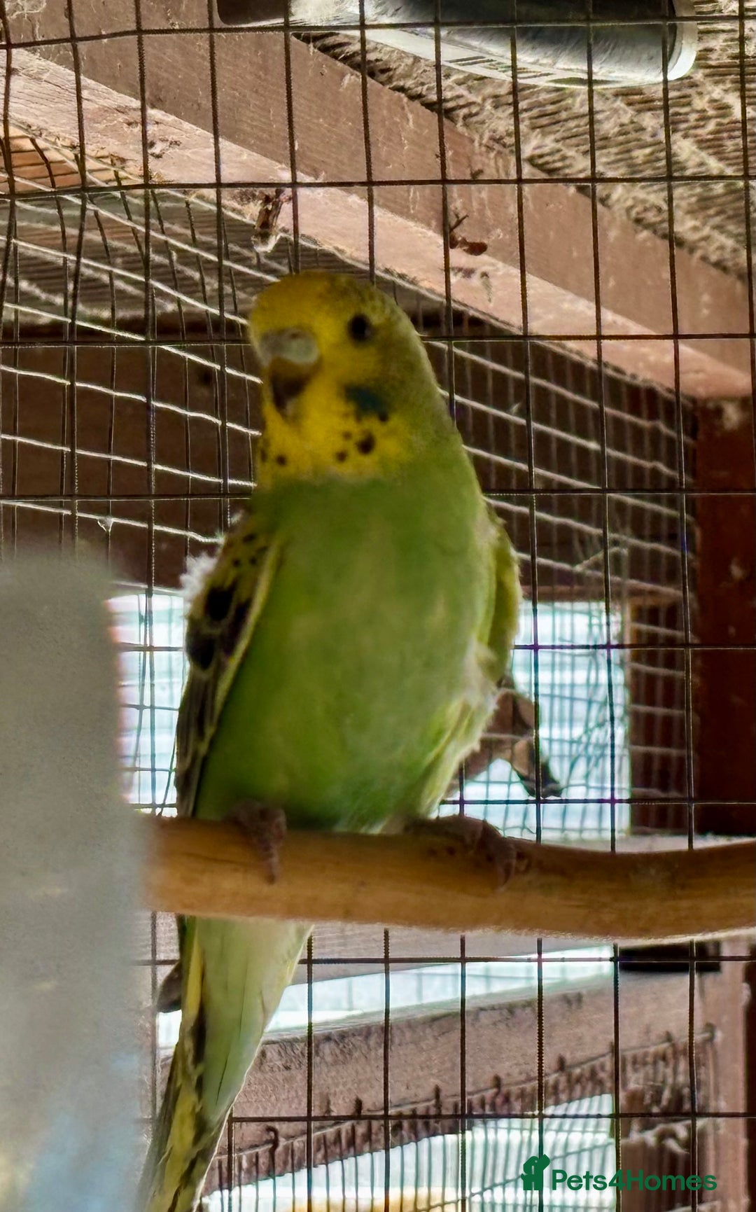 Budgerigars birds for sale: Baby Budgies for sale  - Image 2