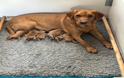Labrador Retriever dogs for sale: Gorgeous Fox Red Labradors  - Image 10
