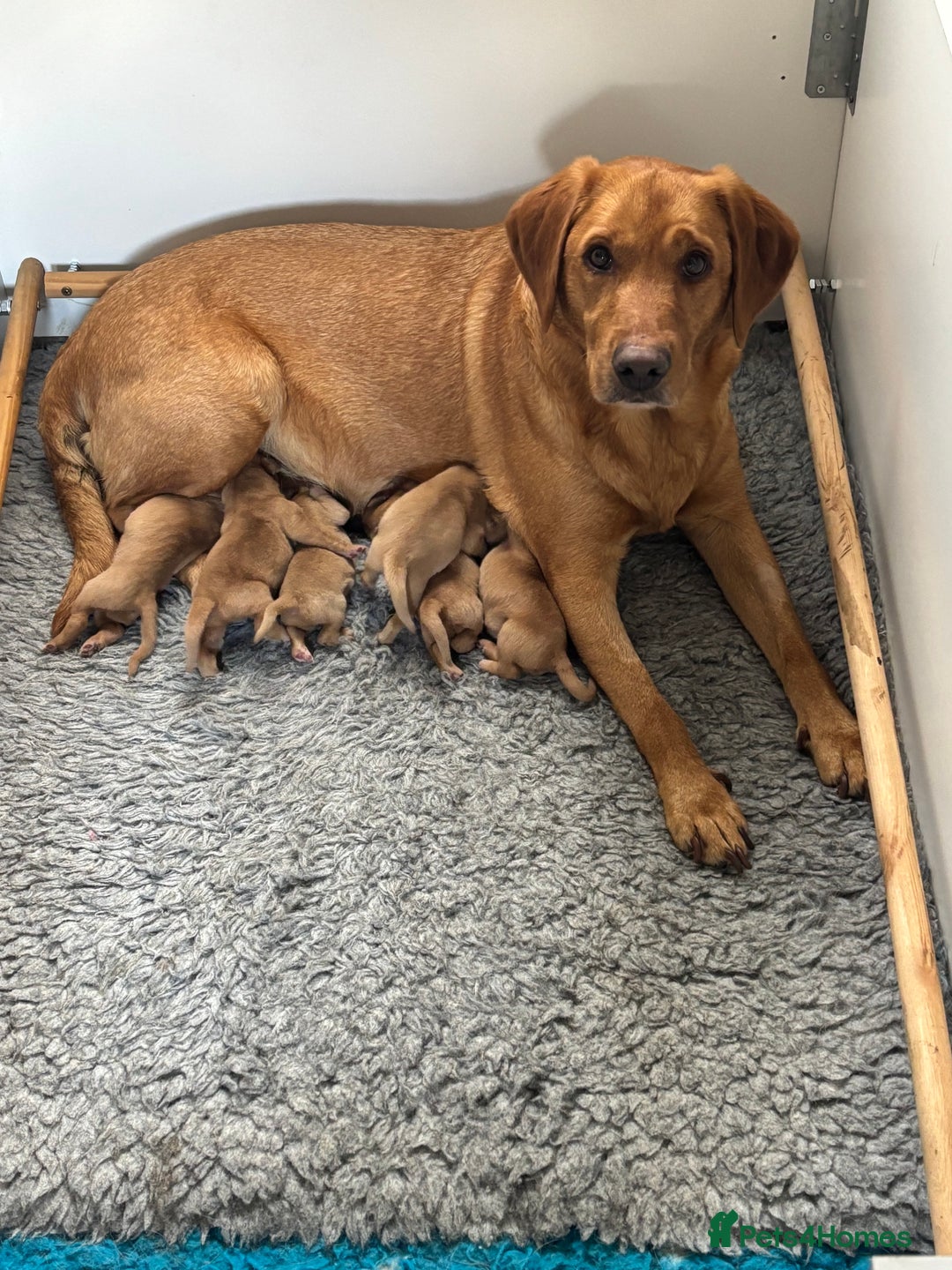Labrador Retriever dogs for sale: Gorgeous Fox Red Labradors  - Image 10